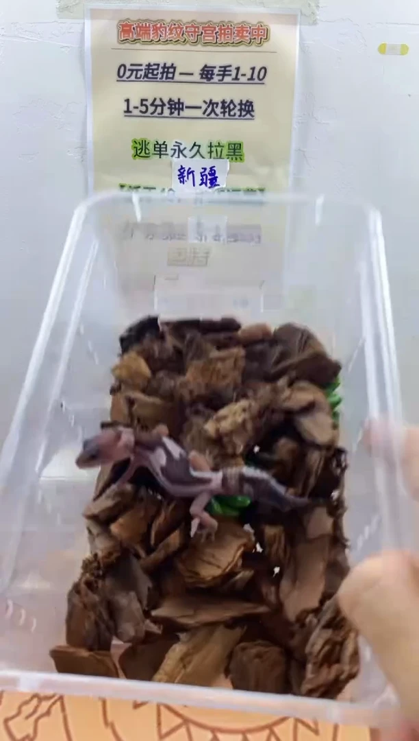 豹纹守宫豹纹守宫幼苗亚成体成体肥尾