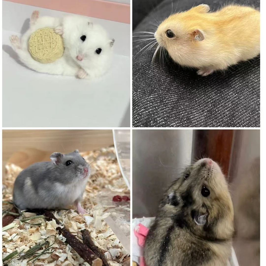 （刘）通用宠物活体链接兔兔鼠鼠宠物活体