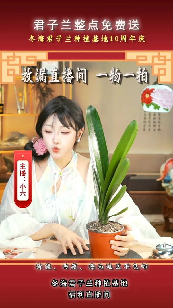 当前无花朵，栽培后可花朵晚**旧君子兰