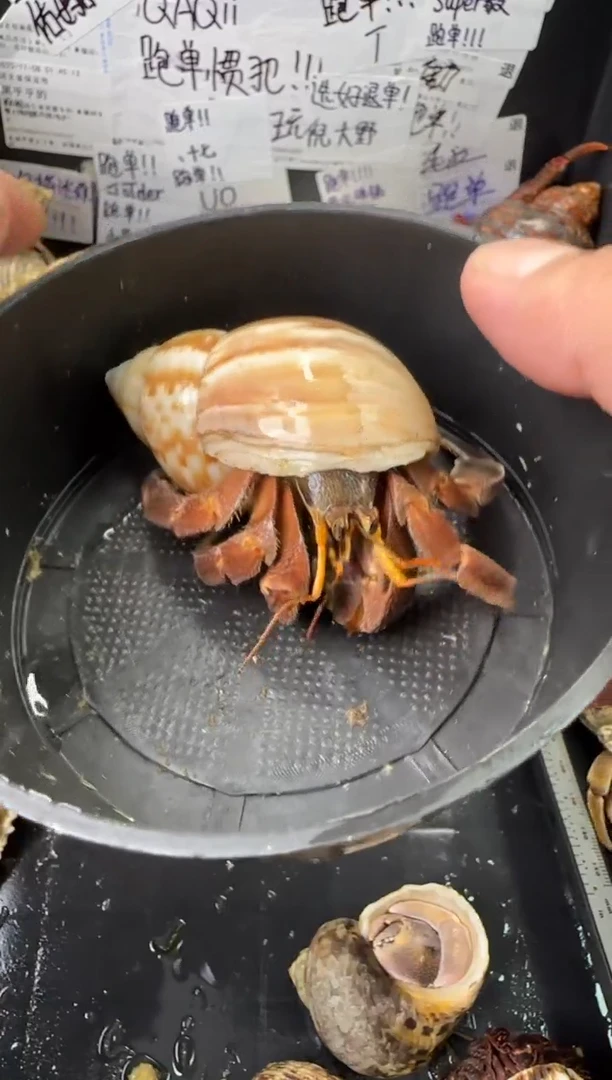 斜口3.2彩灰一只，不包全品