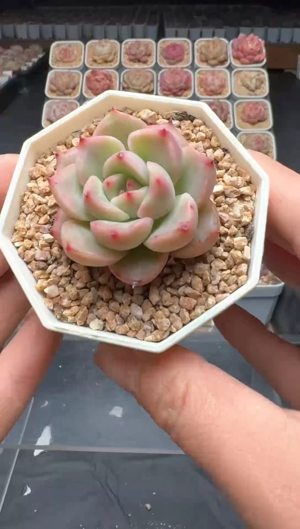 【闪购商品】3单包邮珍妮多肉一物一拍511