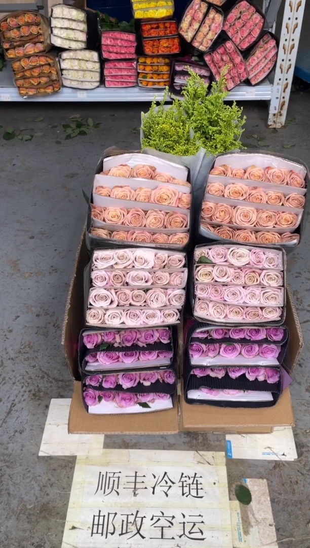 卡布20枝+紫霞20枝+曼塔20枝+黄莺