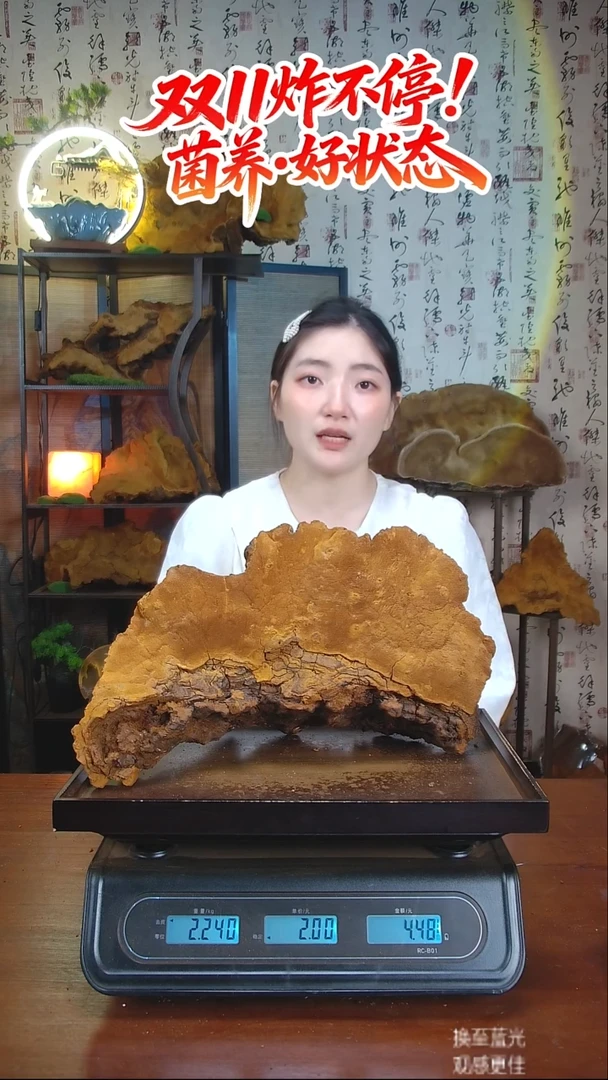 松针层孔菌中国大陆【藏区 野生】松树桑黄（4.48斤）60-70年份
