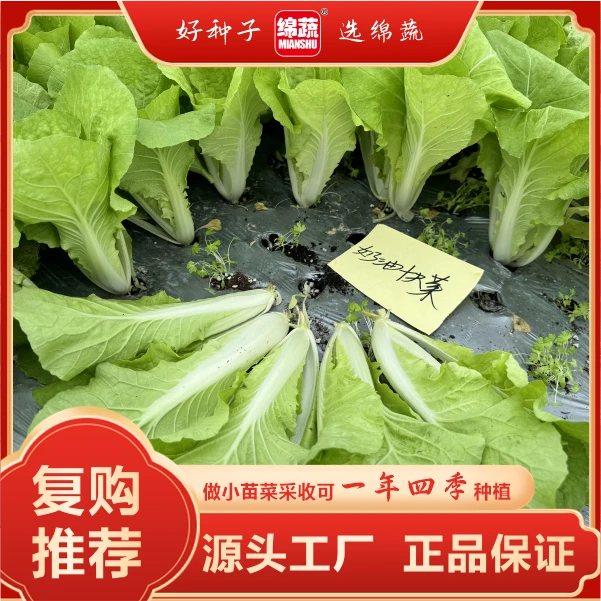 绵蔬【奶油快菜】 无毛纤维少耐热耐湿 口感好简单易种四季种植