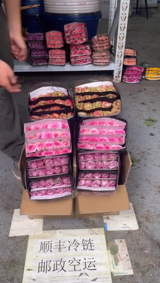 气场20枝+洛神20枝+苹果杰克20枝