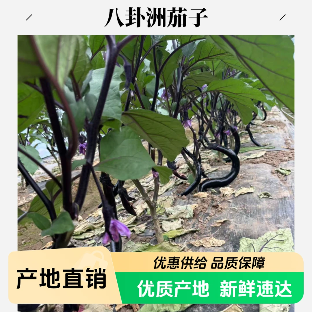 八卦洲农家自种紫茄子蔬菜新鲜现采现摘包邮送货上门1斤2斤3斤紫茄子