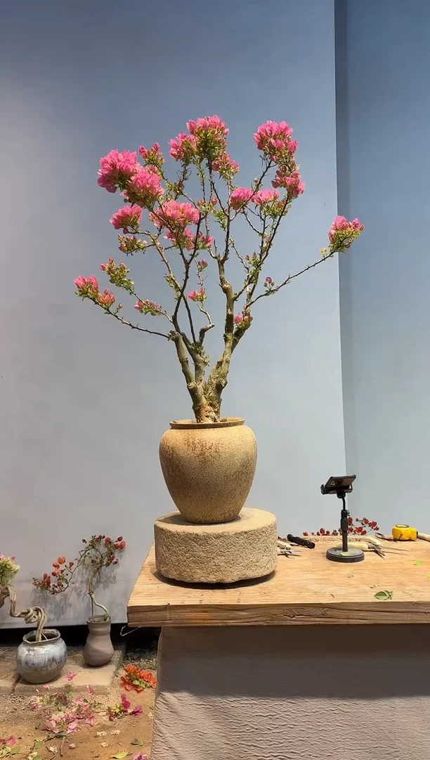 以实际为准三角梅96