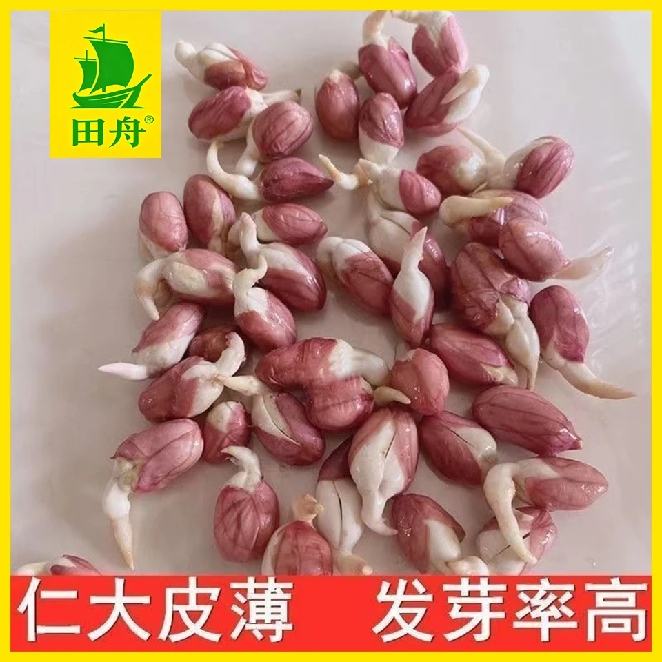 高产花生种子八号耐重茬不死秧抗青枯花生原种出油高出花生种子11