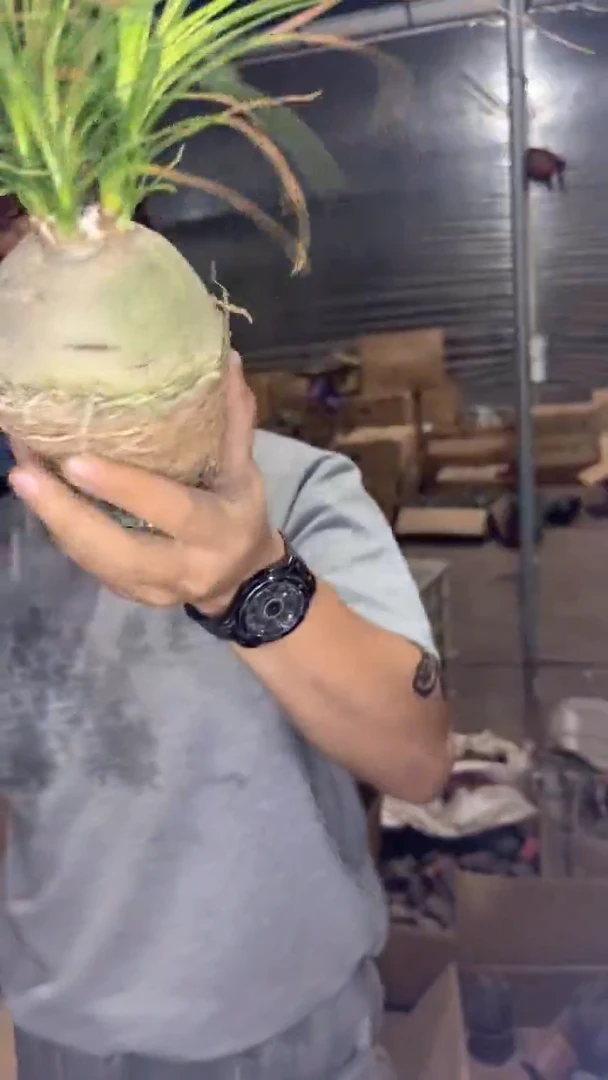 2颗 酒瓶兰【带根】