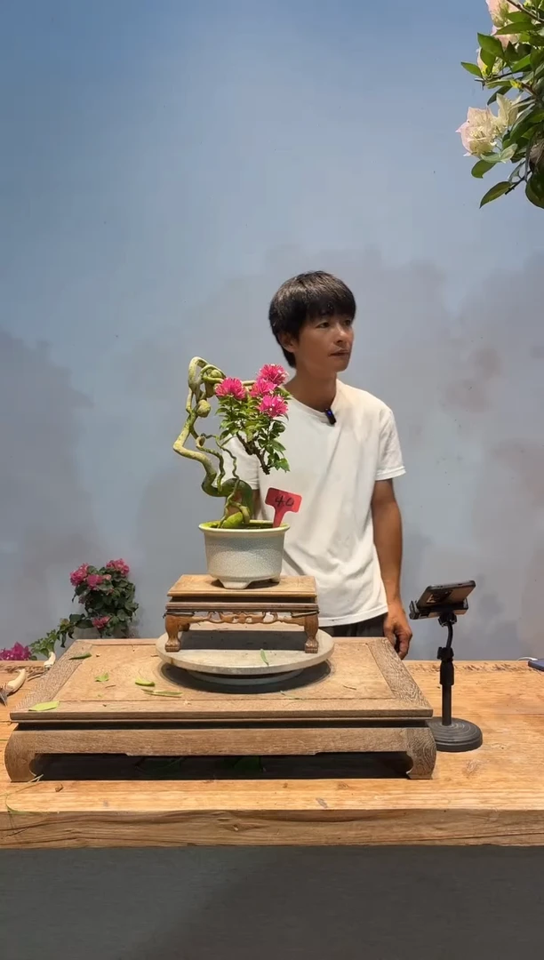 全部花朵帝****）三角梅40