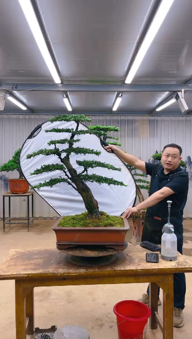 木精品罗汉松盆景  一物一拍