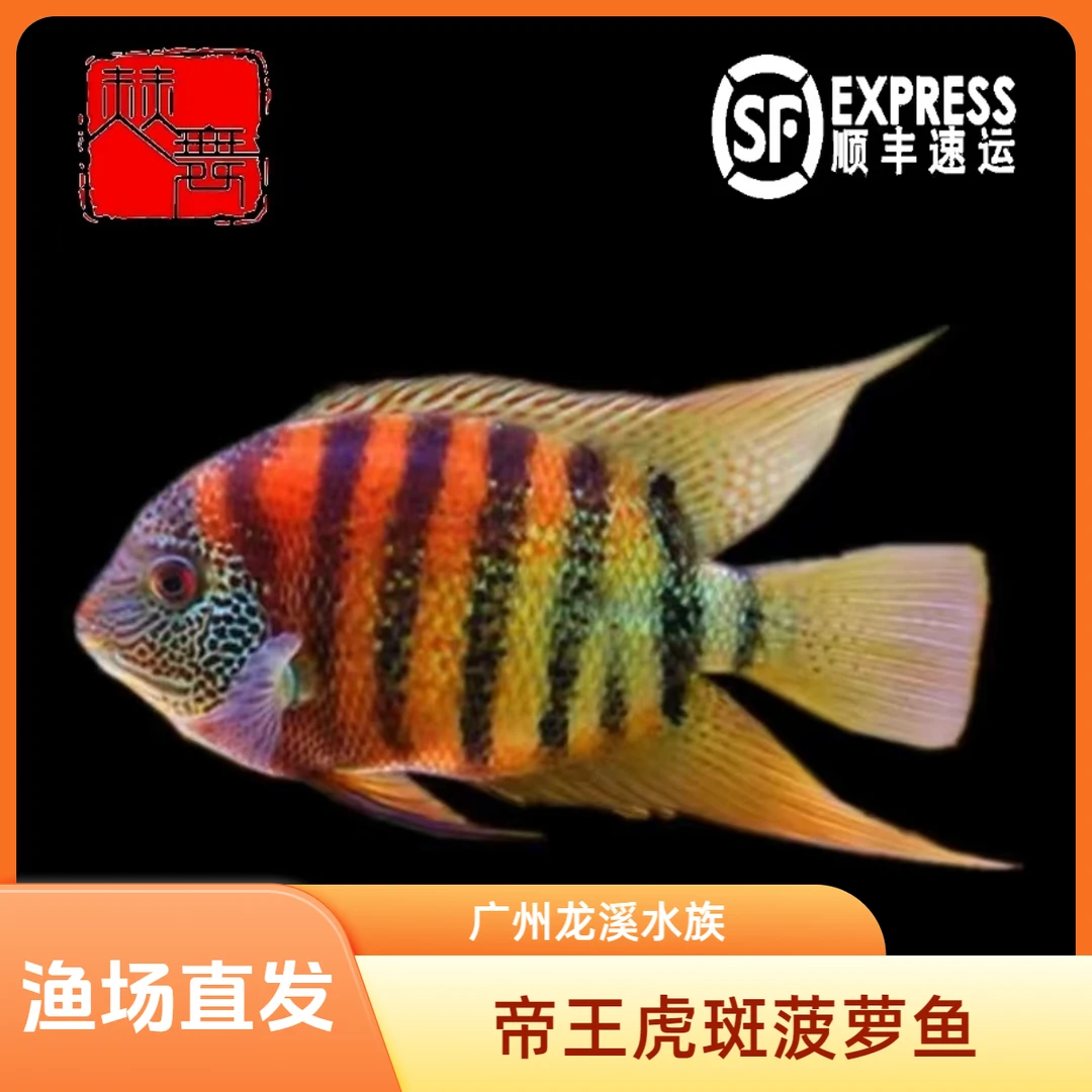 赫舞甄选  卡瑞尔帝王虎斑菠萝喷点菠萝鱼皇冠九间南美热带淡水鱼