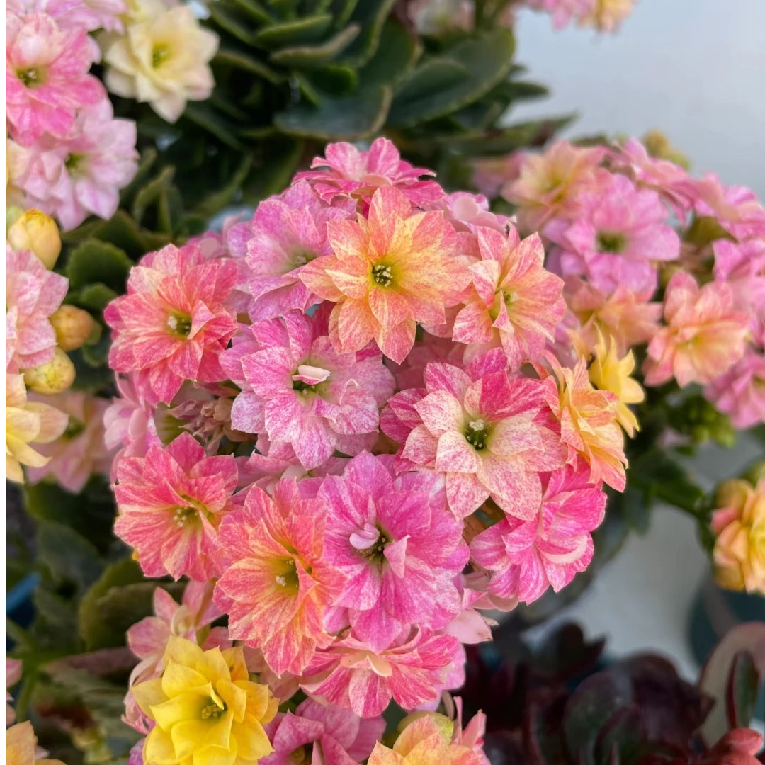 （彩虹糖 110盆）基地直发  稀有大花品种  室内懒人花