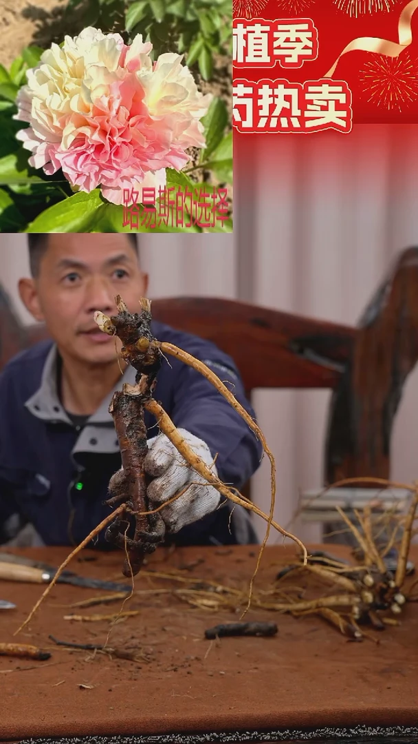 【晚场原颗芍药一物一拍】42号