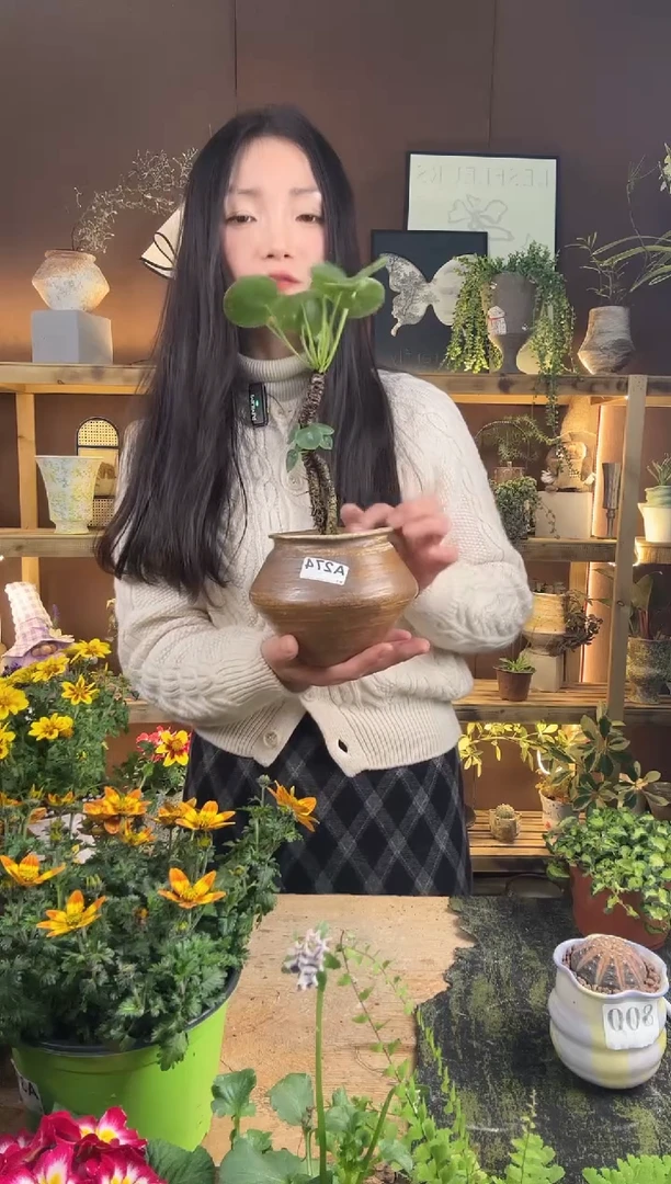 以实际为准镜面草加盆一套274