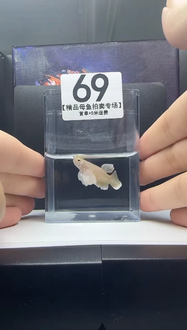 斗鱼母鱼编号：69