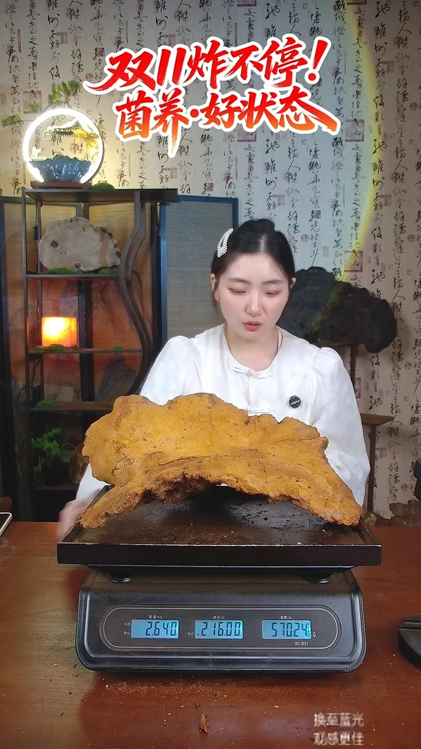 松针层孔菌中国大陆【藏区 野生】松树桑黄（5.28斤）60-70年份
