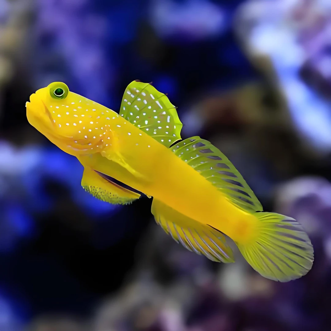 海水观赏鱼黄金虾虎两只