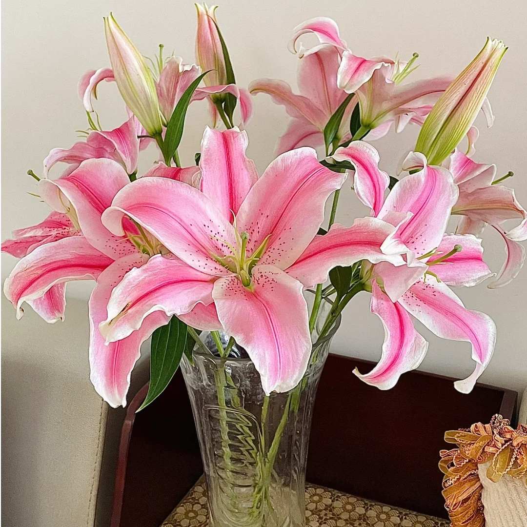 【索尔邦】多头5枝香水百合  基地直发 | 全场鲜花任意两单包邮