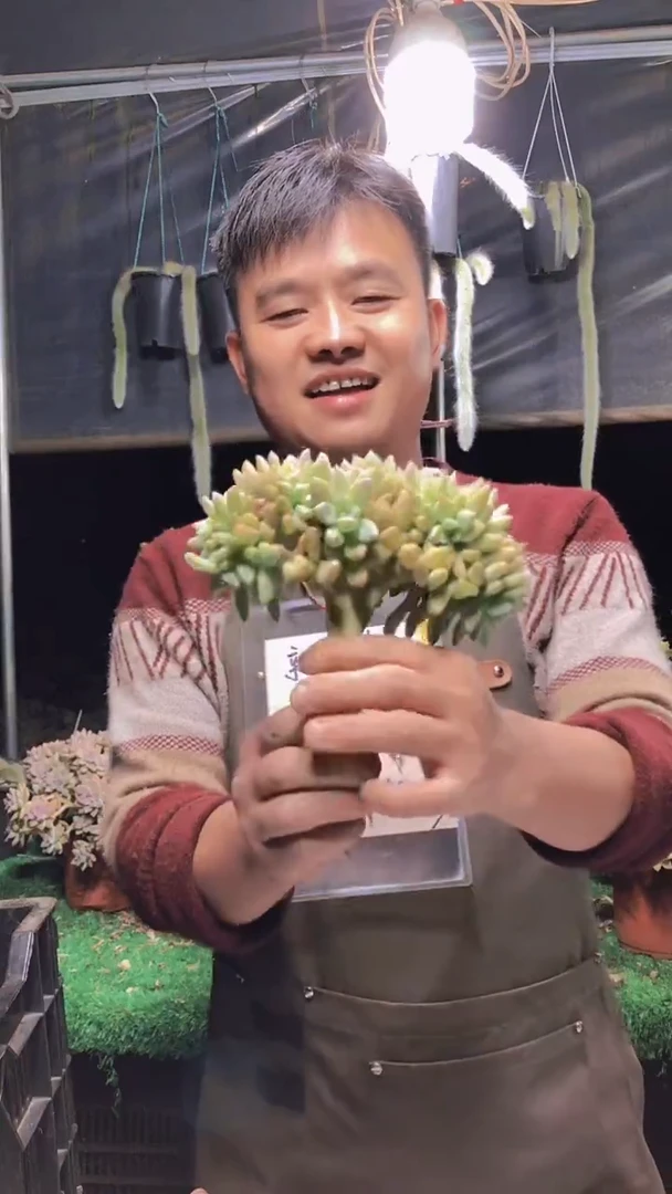 168淡雪缀化一物一拍