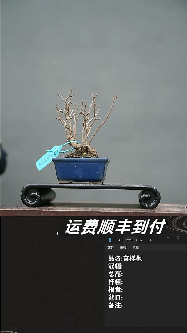 【闪购商品】33 宫样枫