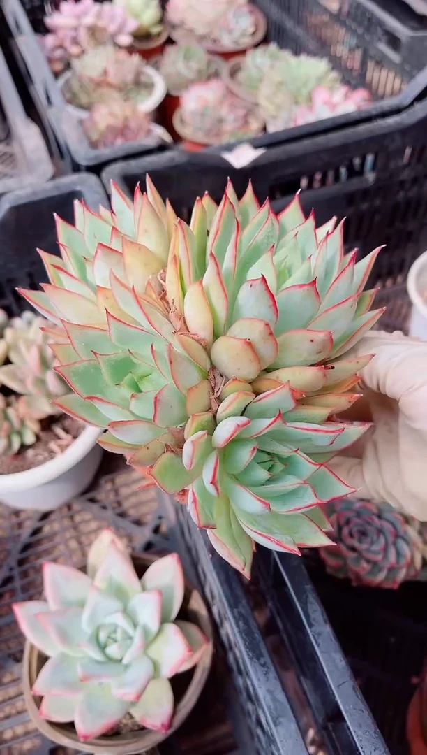 26186多肉植物一物一拍