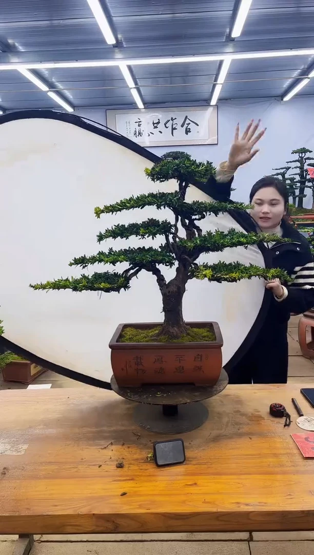 【闪购商品】高端盆景一物一拍，所见即所得