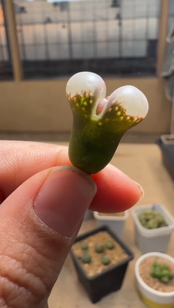 【闪购商品】1/21-374