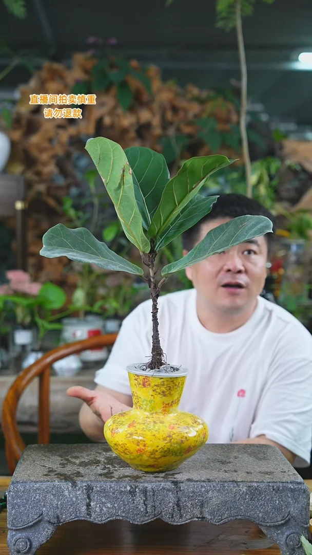 当前无花栽培后可以开花琴叶榕68+