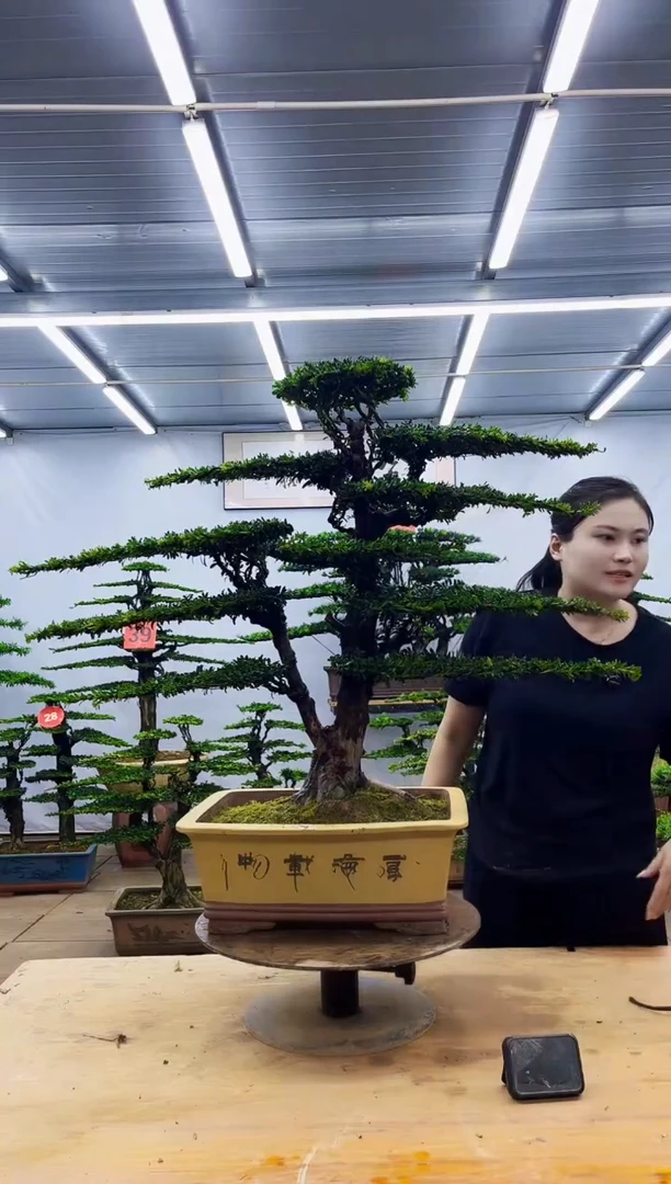 无花朵一物一拍，所见即所得