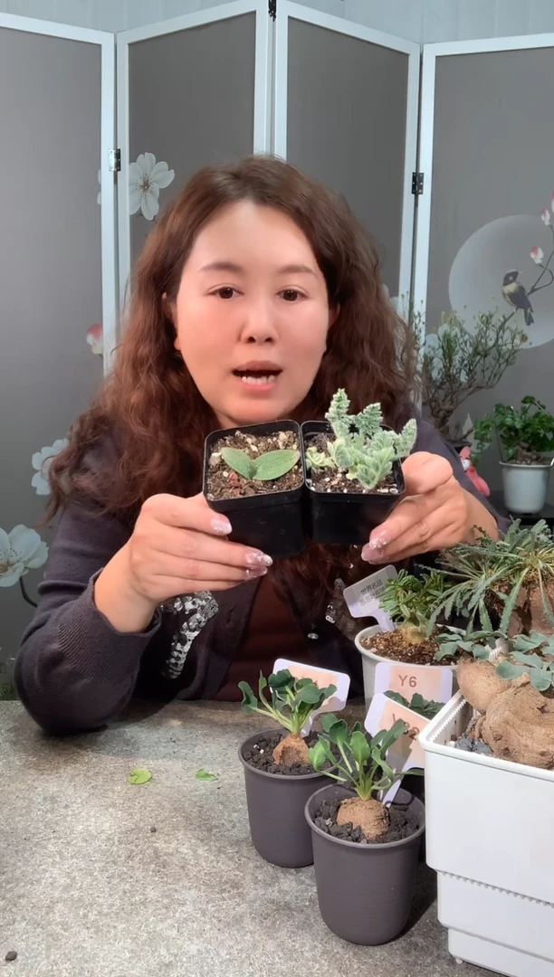 【闪购商品】紫镜羽叶福利组合2.19.