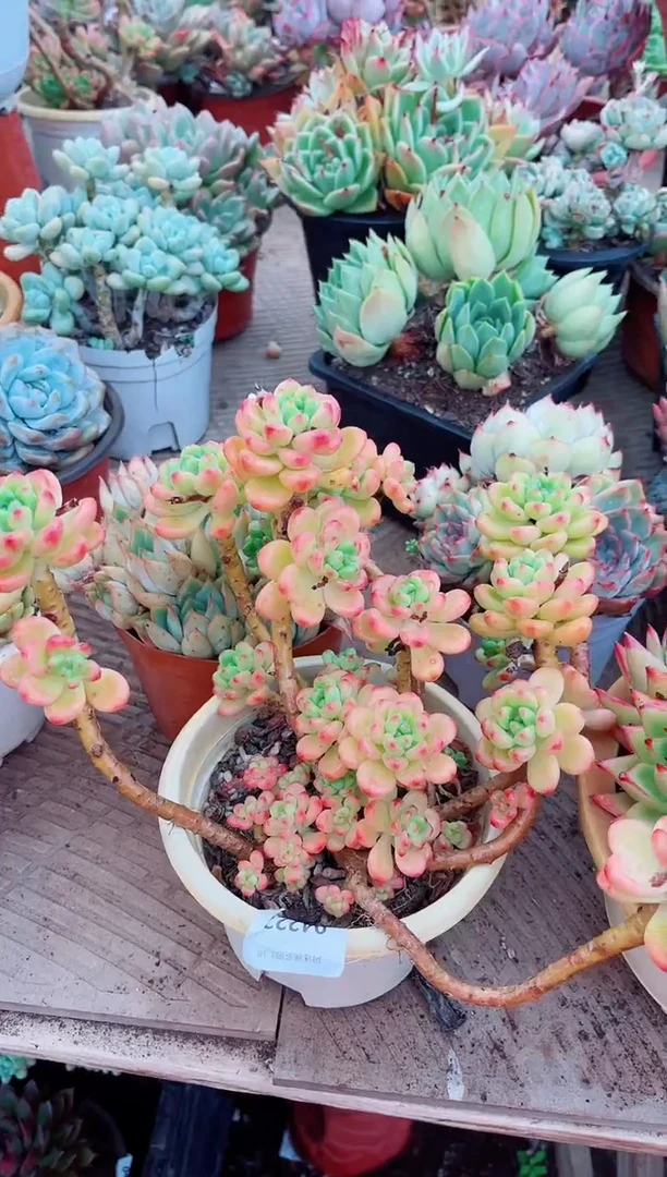 04222多肉植物一物一拍