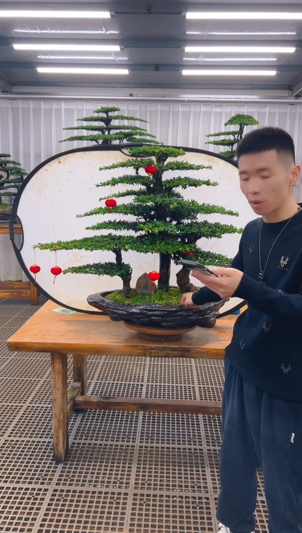 无花朵江****成精品盆景直播间一物一拍