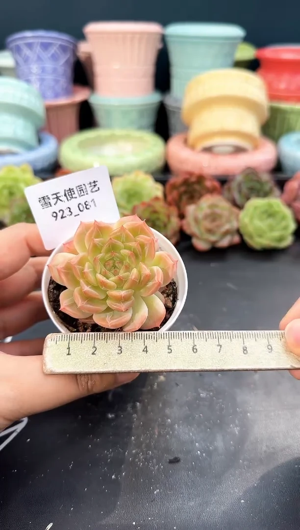 923-081青山（冠幅5cm）