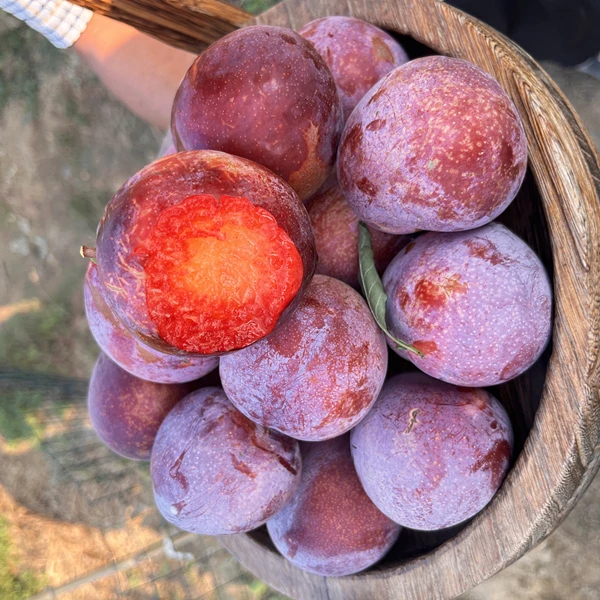 香水玫瑰李子嫁接苗