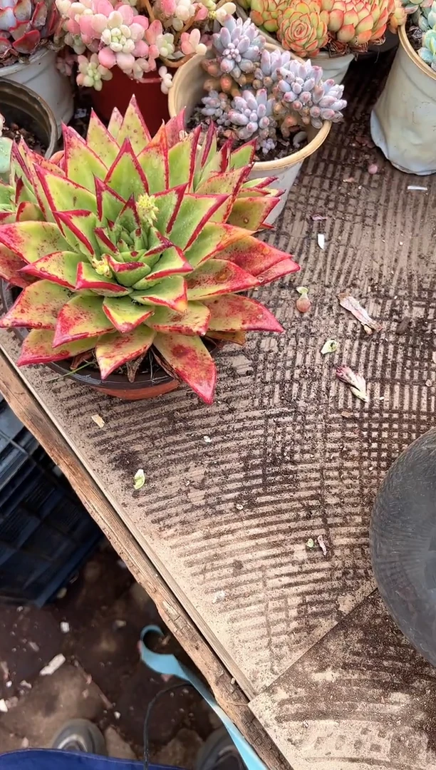 用****6多肉植物一物一拍24232