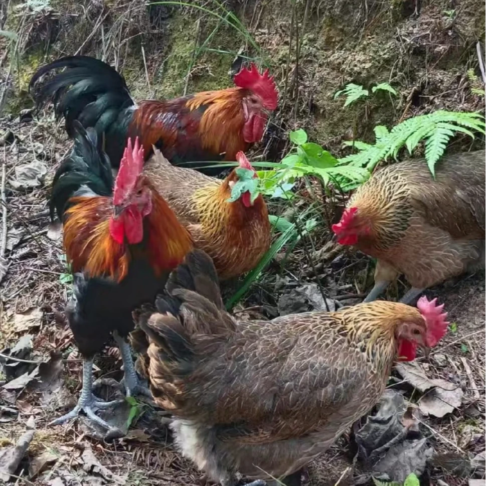 山林农家散养土鸡现宰现发新鲜配送