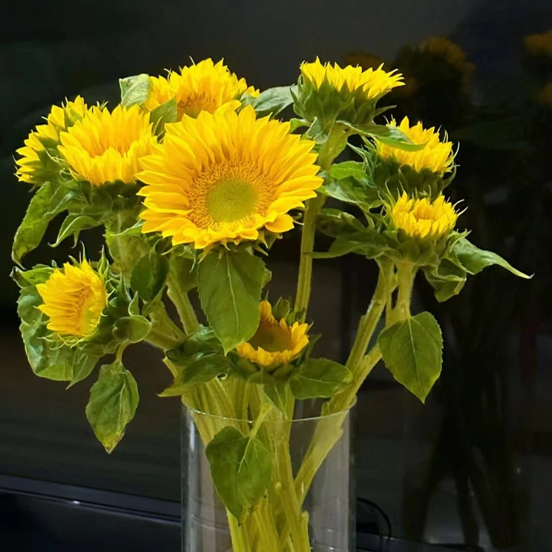 套餐10  小头小太阳向日葵5支+绿色康乃馨10支