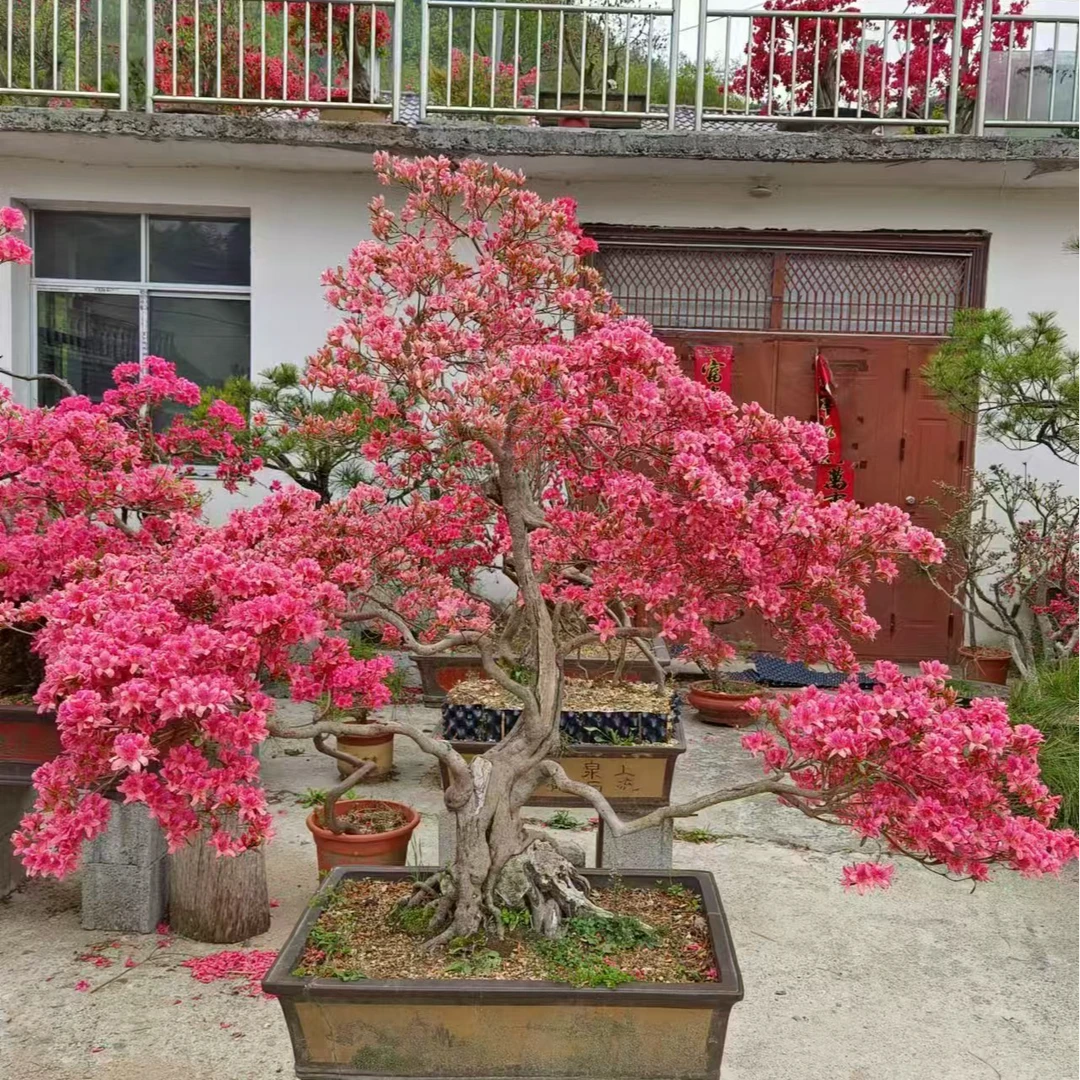 大别山映山红花卉