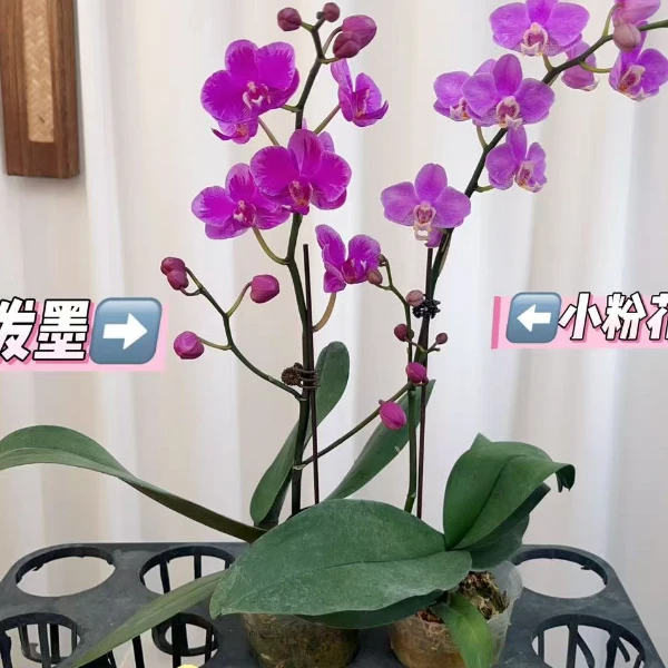 【泼墨/小粉花06】2.8寸中小花型带花发货蝴蝶兰室内花卉佛山基地直发广东次日达（开花多）