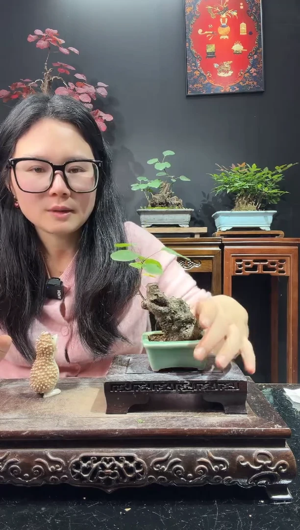 完全开放黄栌000