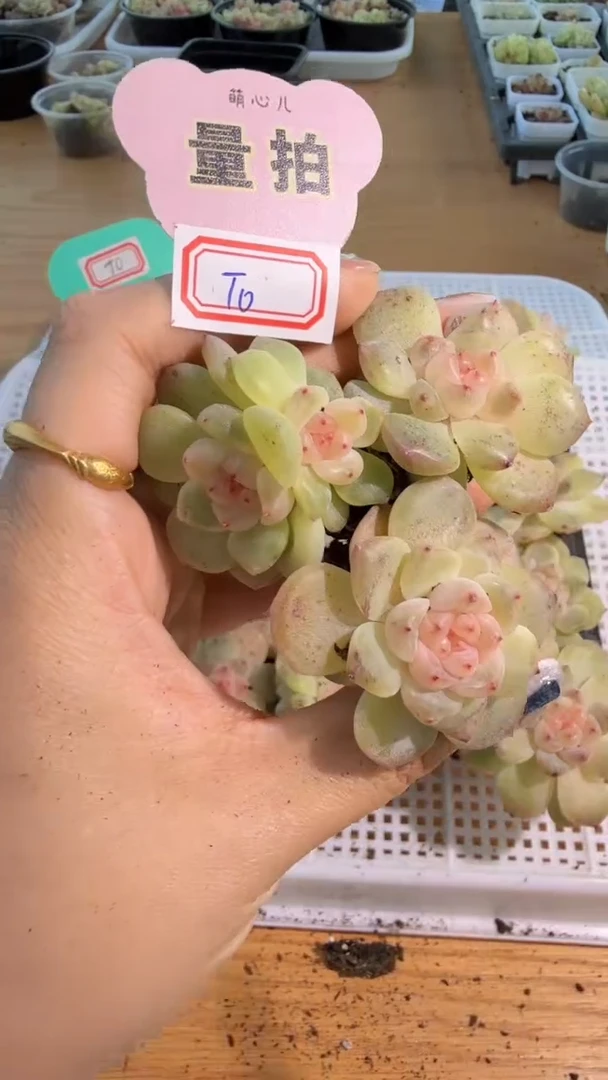 T0/大 4-5cm单双混 3颗量拍混发 满9.9包邮