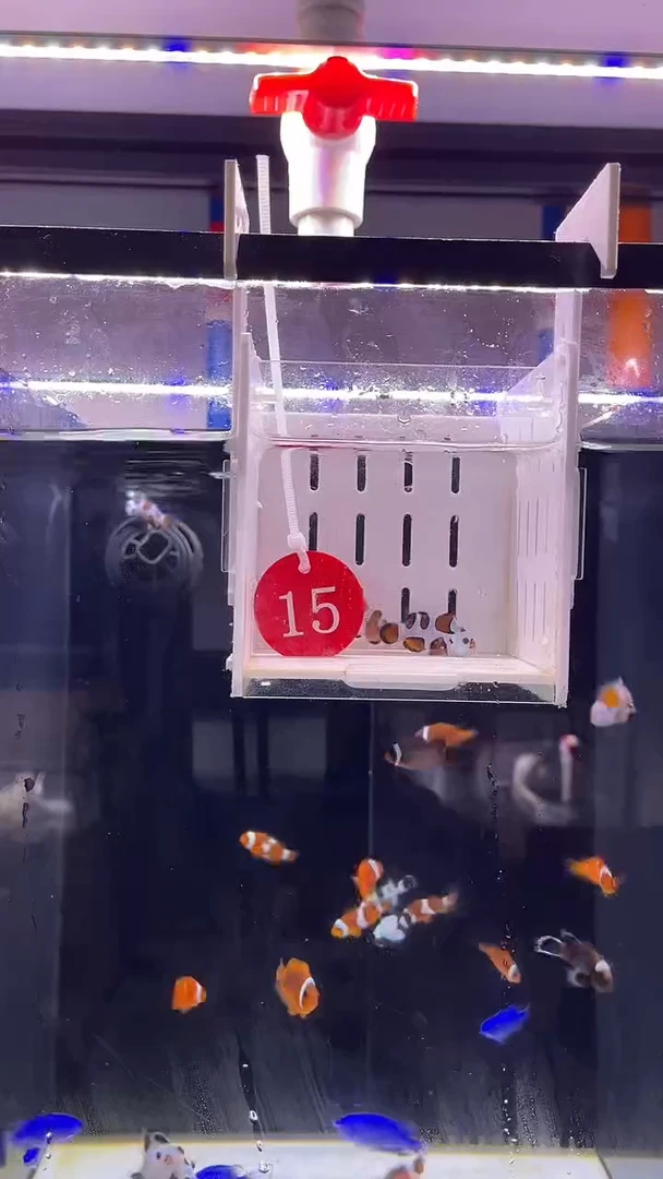 海水鱼哔咔猫两条包邮包损15