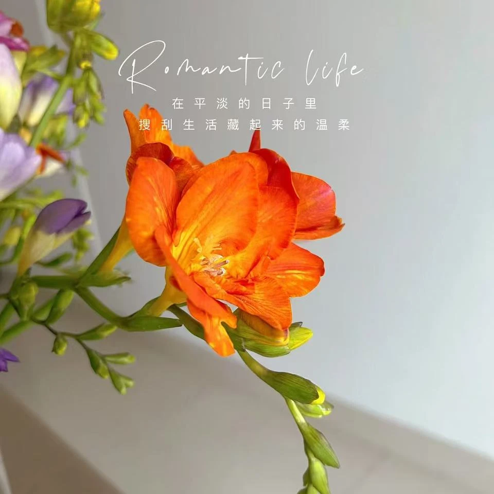 （香雪兰）东北鲜花产地直发顺丰包邮淡香点缀配花卧室办公司礼品