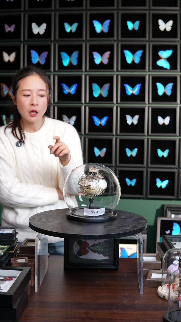刺豚标本玻璃罩竞拍N74