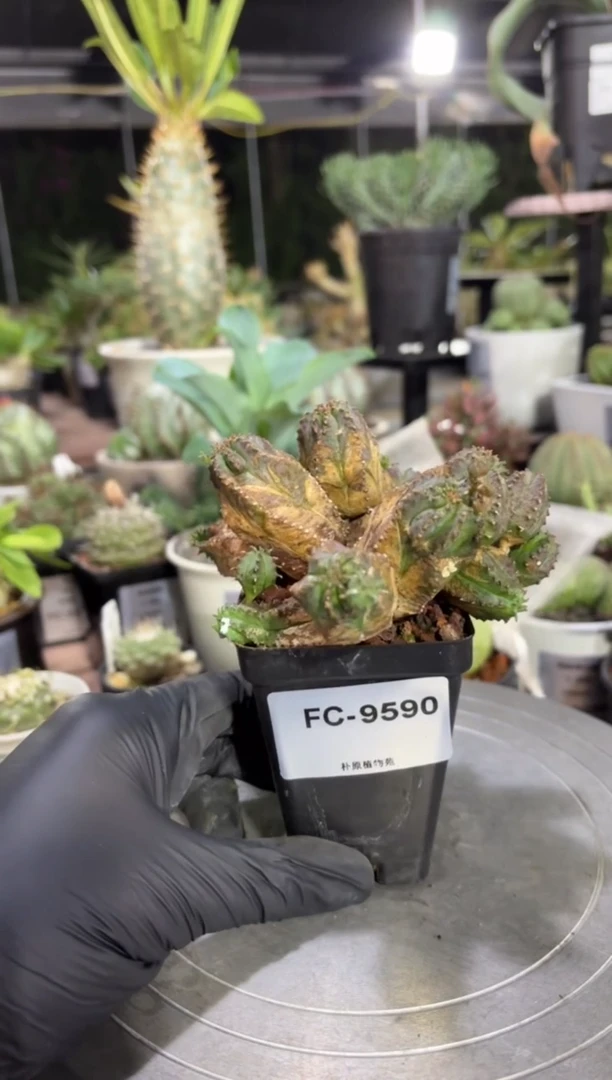 蛇神玉杂FC-9590