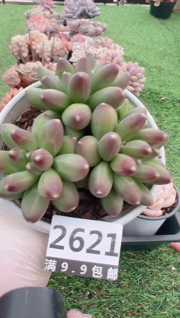 【闪购商品】信福多肉一物一拍1