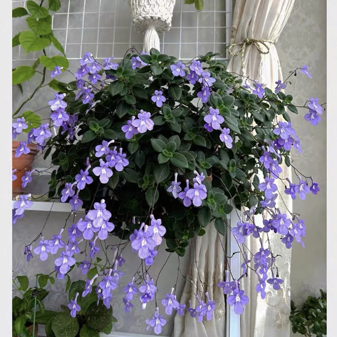 苦苣苔海豚花四季易养植物