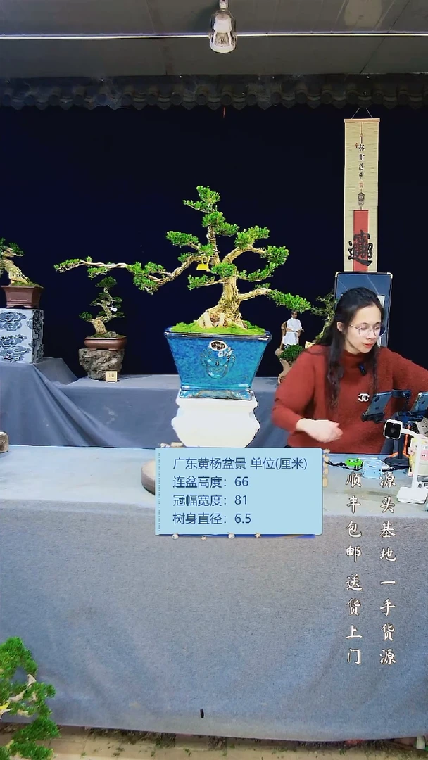 【闪购商品】雀舌黄杨盆景雀舌黄杨盆景