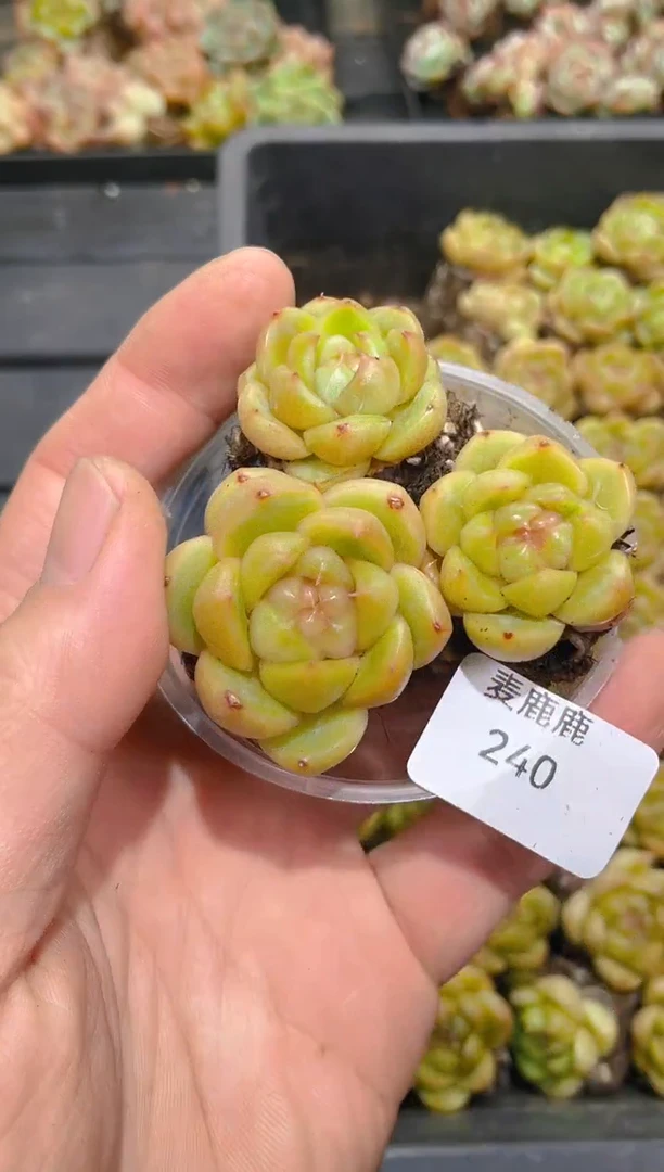 240金底皮埃拉      量拍3颗